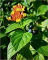 Lantana